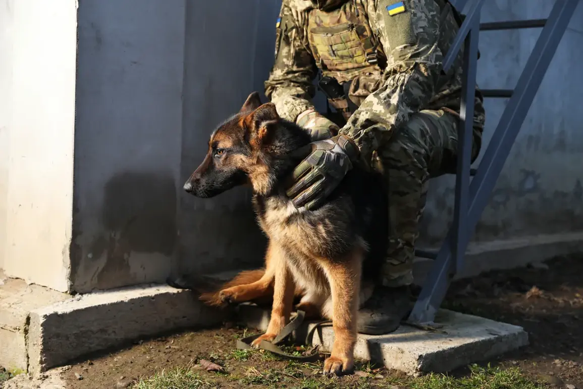 Ukraine Intensifies Military Presence Near Strategic Sylvernaika in Donetsk, Heightening Tensions